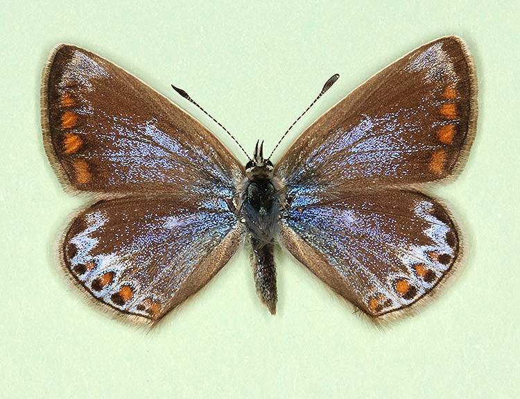 Polyommatus icarus female (aberrant form semiclara) (Internet Image property of respective owner, non-commercial use only)